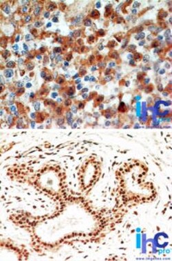 Caspase-8 Antibody (90A992) - BSA Free, Novus Biologicals 0.025mg; Unlabeled:Antibodies,