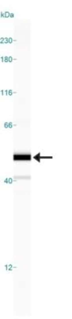 Caspase-8 Antibody (90A992) - BSA Free, Novus Biologicals 0.025mg; Unlabeled:Antibodies,