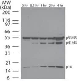 Caspase-8 Antibody (90A992) - BSA Free, Novus Biologicals 0.025mg; Unlabeled:Antibodies,