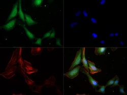 Caspase-9 Antibody (LAP6 96-2-22) - BSA Free, Novus Biologicals 0.2 mg,