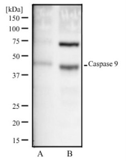 Caspase-9 Antibody (LAP6 96-2-22) - BSA Free, Novus Biologicals 0.2 mg,
