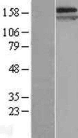 Novus Biologicals&trade;&nbsp;Caspr1 Overexpression Lysate