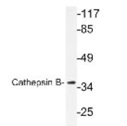 Cathepsin B Antibody - BSA Free, Novus Biologicals 0.1mL; Unlabeled:Antibodies,