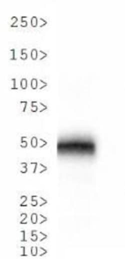 Cathepsin E Antibody, Novus Biologicals 0.025mL; Unlabeled:Antibodies,
