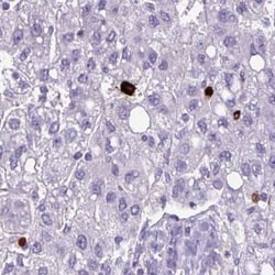 Cathepsin G Antibody, Novus Biologicals:Antibodies:Primary Antibodies