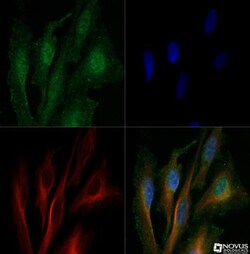 Cathepsin B Antibody - BSA Free, Novus Biologicals 0.1mL; Unlabeled:Antibodies,