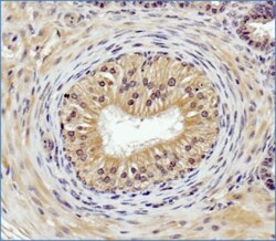 Cathepsin B Antibody - BSA Free, Novus Biologicals 0.1mL; Unlabeled:Antibodies,