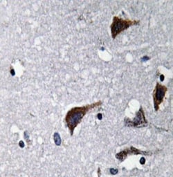 Cathepsin B Antibody - BSA Free, Novus Biologicals 0.1mL; Unlabeled:Antibodies,