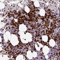 Cathepsin G Antibody, Novus Biologicals:Antibodies:Primary Antibodies