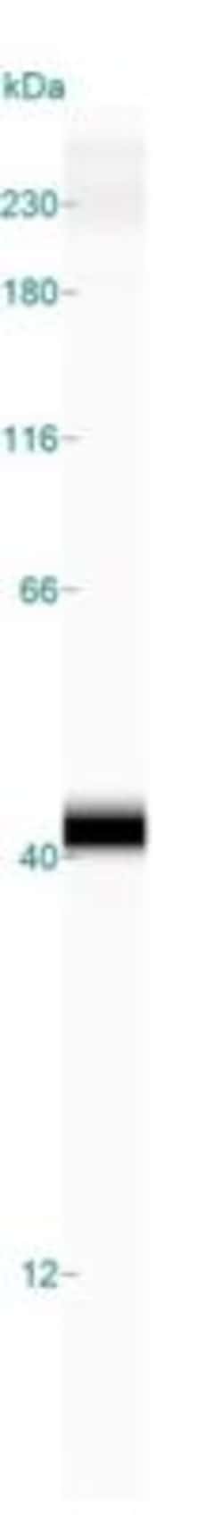 Cathepsin X/Z/P Antibody, Novus Biologicals:Antibodies:Primary Antibodies