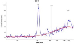 Cathepsin X/Z/P Antibody, Novus Biologicals:Antibodies:Primary Antibodies