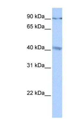 CATSPERG Antibody, Novus Biologicals 100 &mu;L | Buy Online | Novus Biologicals | Fisher Scientific