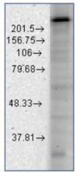 Cav3.2 Antibody (S55/10), Novus Biologicals 0.1mg; Unlabeled:Antibodies,