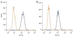 Caveolin-1 Antibody (7C8), Novus Biologicals:Antibodies:Primary Antibodies