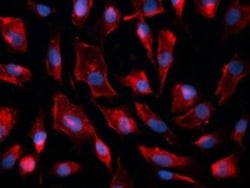 Caveolin-1 Antibody (7C8), Novus Biologicals:Antibodies:Primary Antibodies