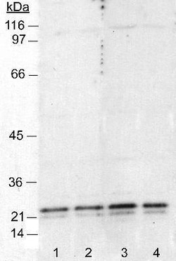 Caveolin-1 Antibody (7C8), Novus Biologicals:Antibodies:Primary Antibodies