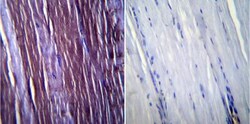 Caveolin-3 Antibody, Novus Biologicals 0.1mg; Unlabeled:Antibodies, Polyclonal