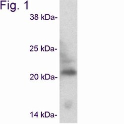Caveolin-3 Antibody, Novus Biologicals 0.1mg; Unlabeled:Antibodies, Polyclonal