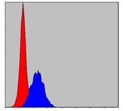 CBL Antibody (3B12), Novus Biologicals 0.1mL; Unlabeled:Antibodies, Monoclonal