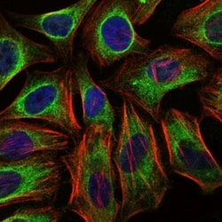 CBL Antibody (3B12), Novus Biologicals 0.1mL; Unlabeled:Antibodies, Monoclonal