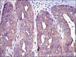 CBL Antibody (3B12), Novus Biologicals 0.1mL; Unlabeled:Antibodies, Monoclonal