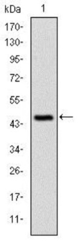 CBL Antibody (3B12), Novus Biologicals 0.1mL; Unlabeled:Antibodies, Monoclonal