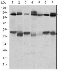 CBL Antibody (3B12), Novus Biologicals 0.1mL; Unlabeled:Antibodies, Monoclonal