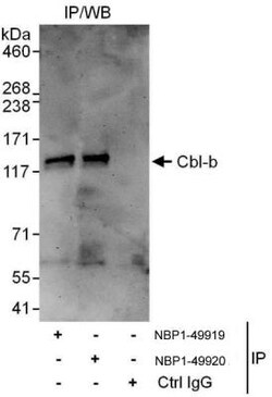 CBLB Antibody, Novus Biologicals 0.1mg; Unlabeled:Antibodies, Polyclonal
