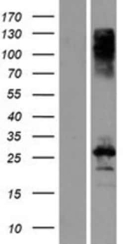 Novus Biologicals&trade;&nbsp;CBLN3 Overexpression Lysate
