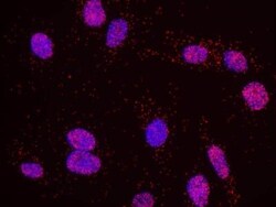CBP/KAT3A Antibody, Novus Biologicals 0.1mg; Unlabeled:Antibodies, Polyclonal