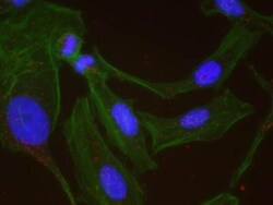 CBP/KAT3A Antibody, Novus Biologicals 0.1mg; Unlabeled:Antibodies, Polyclonal