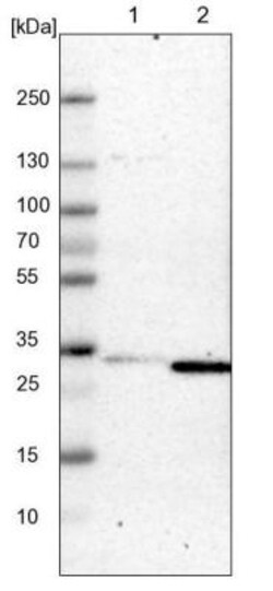 MOSPD3 Antibody, Novus Biologicals:Antibodies:Primary Antibodies