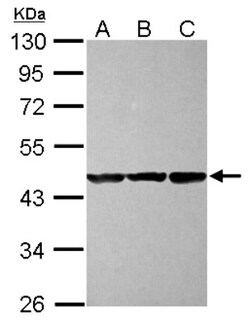 CBWD1 Antibody, Novus Biologicals 0.1mL; Unlabeled:Antibodies, Polyclonal