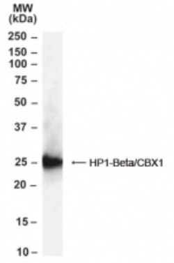 CBX1 Antibody, Novus Biologicals 0.1 mg | Buy Online | Novus Biologicals | Fisher Scientific