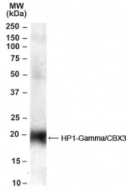 CBX3 Antibody, Novus Biologicals 0.1 mg | Buy Online | Novus Biologicals | Fisher Scientific