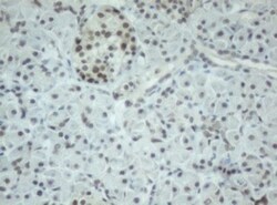 Cbx8 Antibody (OTI3D1), Novus Biologicals 0.1mL; Unlabeled:Antibodies,