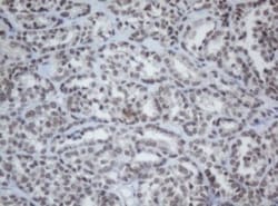 Cbx8 Antibody (OTI3D1), Novus Biologicals 0.1mL; Unlabeled:Antibodies,