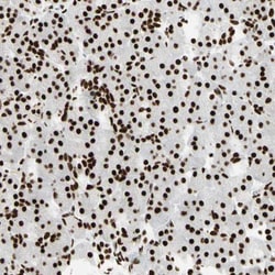 CDC2L2 Antibody, Novus Biologicals:Antibodies:Primary Antibodies