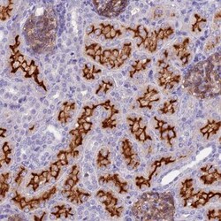 CCBE1 Antibody, Novus Biologicals:Antibodies:Primary Antibodies