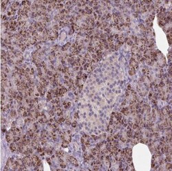 CCDC108 Antibody, Novus Biologicals 0.1mL; Unlabeled:Antibodies, Polyclonal