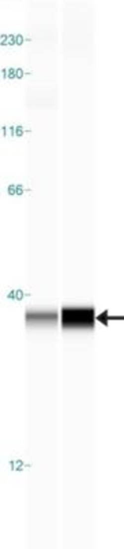 anti-CCDC109A, Polyclonal, Novus Biologicals 0.1 mL | Buy Online | Novus Biologicals | Fisher Scientific
