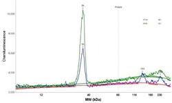 anti-CCDC109A, Polyclonal, Novus Biologicals 0.1 mL | Buy Online | Novus Biologicals | Fisher Scientific