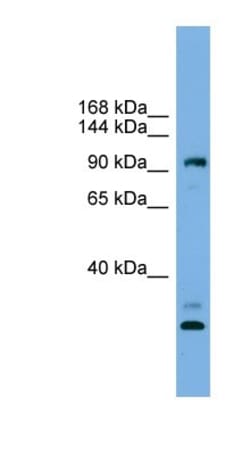 CCDC110 Antibody, Novus Biologicals:Antibodies:Primary Antibodies