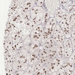 CCDC117 Antibody, Novus Biologicals 25 &mu;L | Buy Online | Novus Biologicals | Fisher Scientific