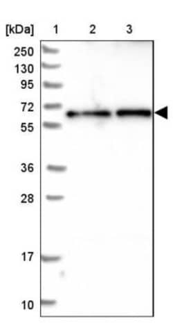 CCDC125 Antibody, Novus Biologicals 25 &mu;L, Unlabeled:Antibodies, Polyclonal