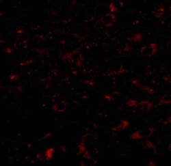 CCDC134 Antibody - BSA Free, Novus Biologicals 0.025 mg, Unconjugated:Antibodies,