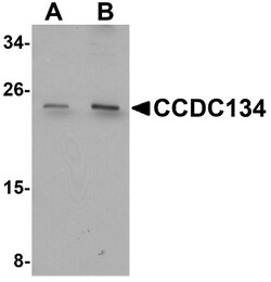 CCDC134 Antibody - BSA Free, Novus Biologicals:Antibodies:Primary Antibodies