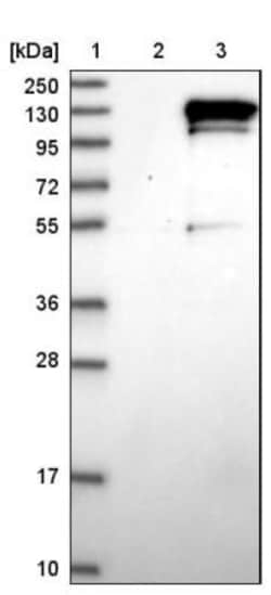 Rapsyn Antibody, Novus Biologicals:Antibodies:Primary Antibodies