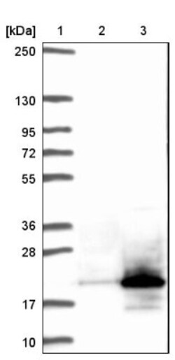 CCDC153 Antibody, Novus Biologicals:Antibodies:Primary Antibodies