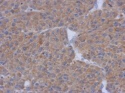CCDC17 Antibody, Novus Biologicals 0.1mL; Unlabeled:Antibodies, Polyclonal